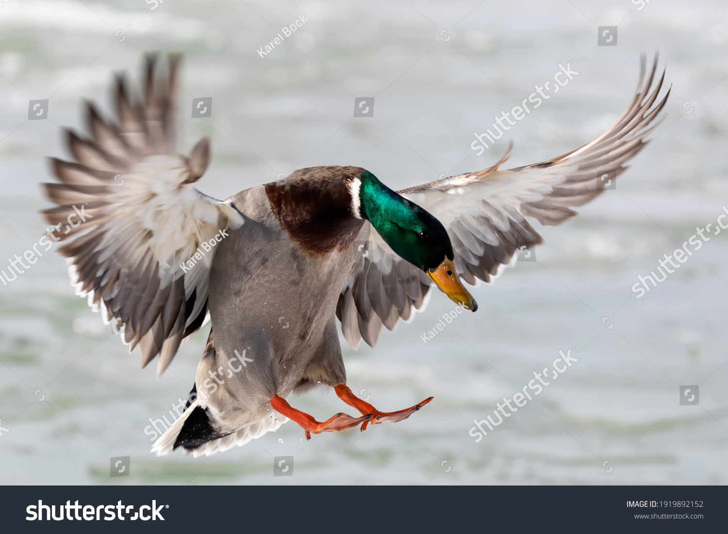 Bird. Mallard duck (Anas platyrhynchos) drake  in flight #1919892152