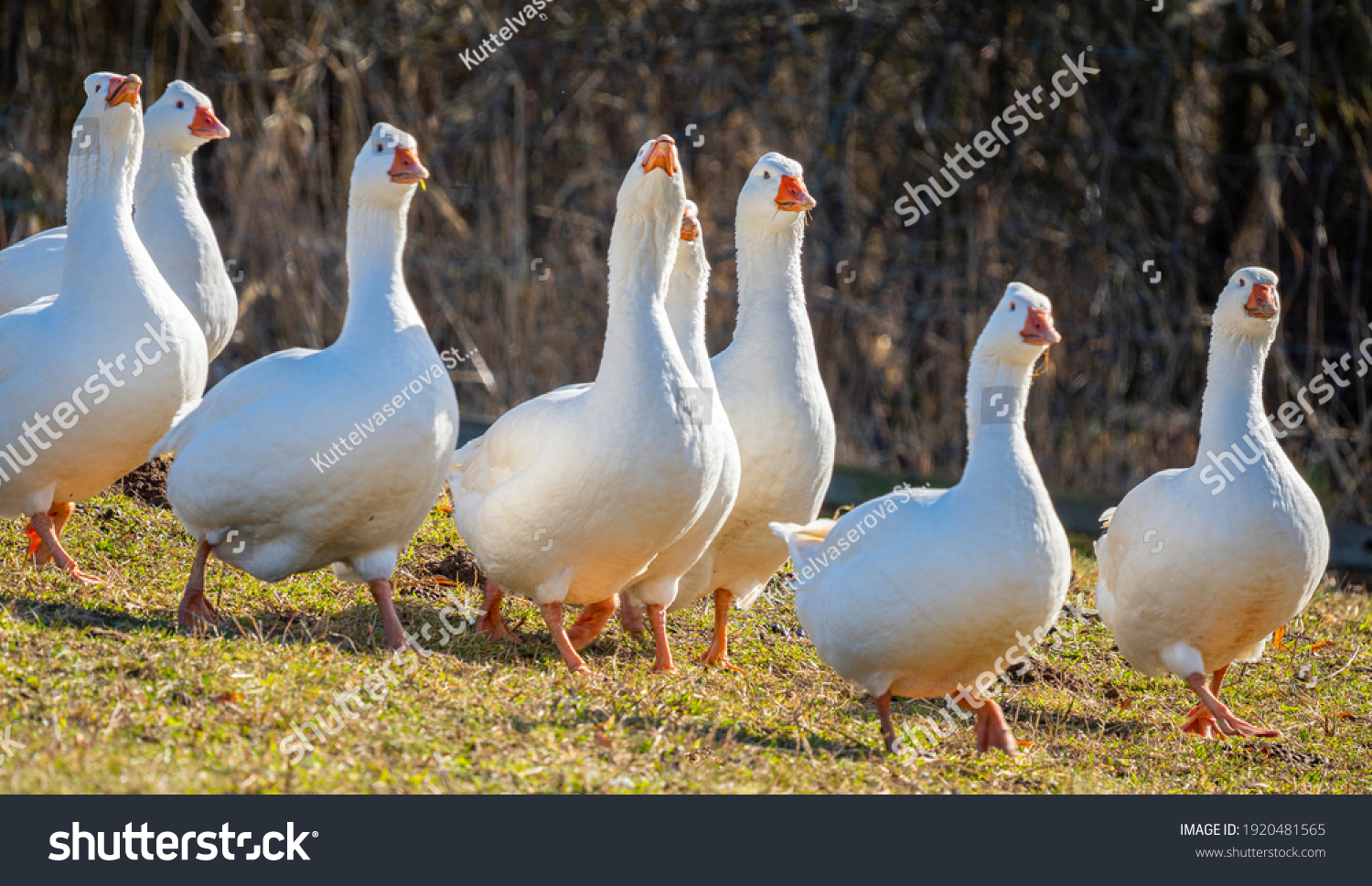 white geese on the farm #1920481565