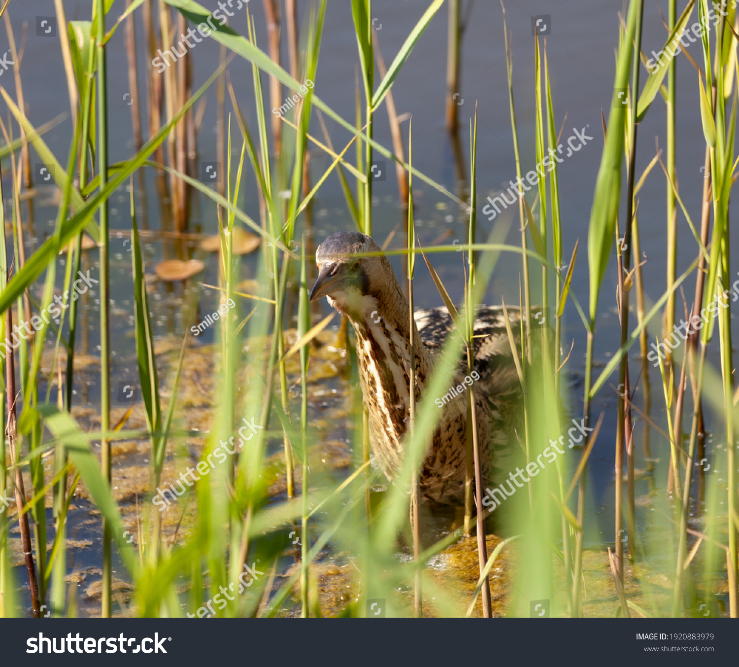 Bittern swimming towards you in the reeds. #1920883979