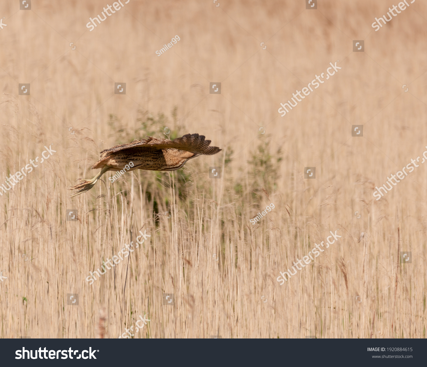 Bittern in flight over a reed bed. #1920884615