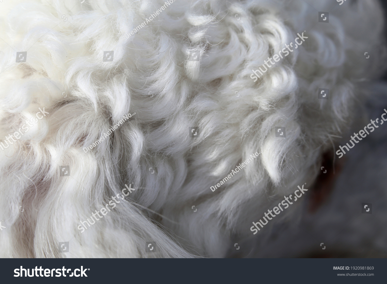 White miniature poodle in a closeup. Soft, fluffy, curly fur of the friendly little pet dog. Lovely texture. Closeup of the poodle fur, hairy, cute surface ready to be pet! Adorable animal. #1920981869