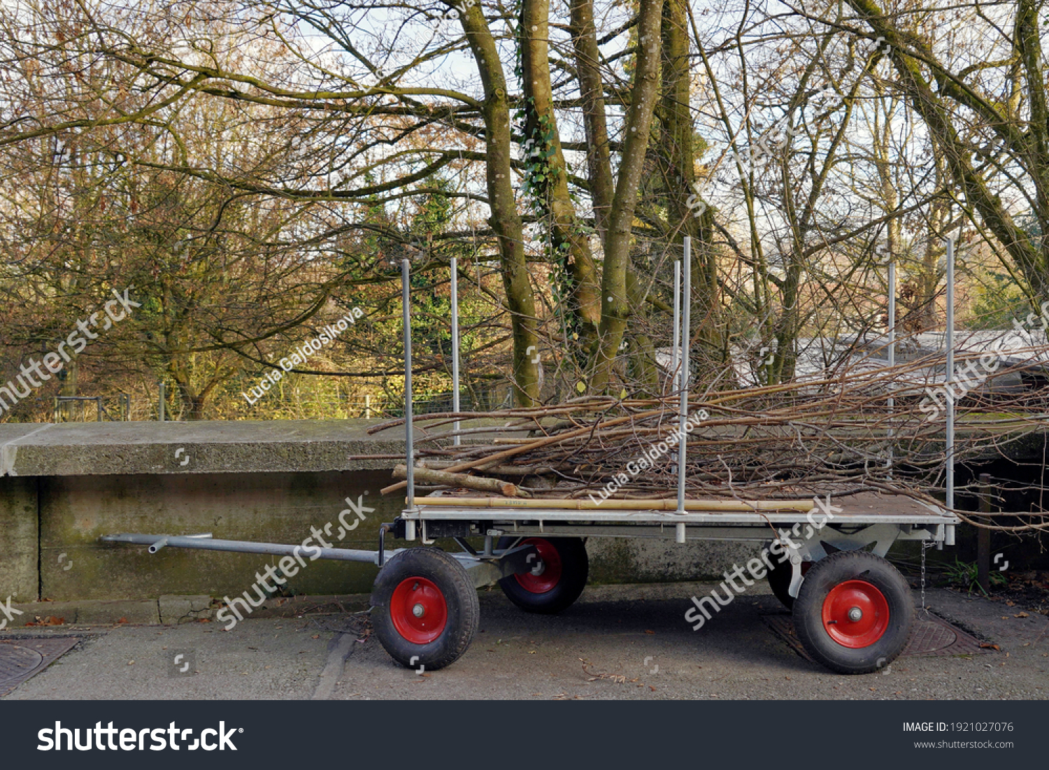 Handcart of wheelbarrow loaded with tree branches and twigs removed from the  trees in garden work in the spring. The plant waste is neatly arranged on the cart with rubber wheels. #1921027076