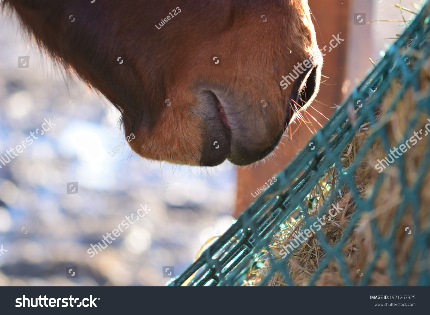 Close up the mouth of a brown horse near hay under a green hay net #1921267325