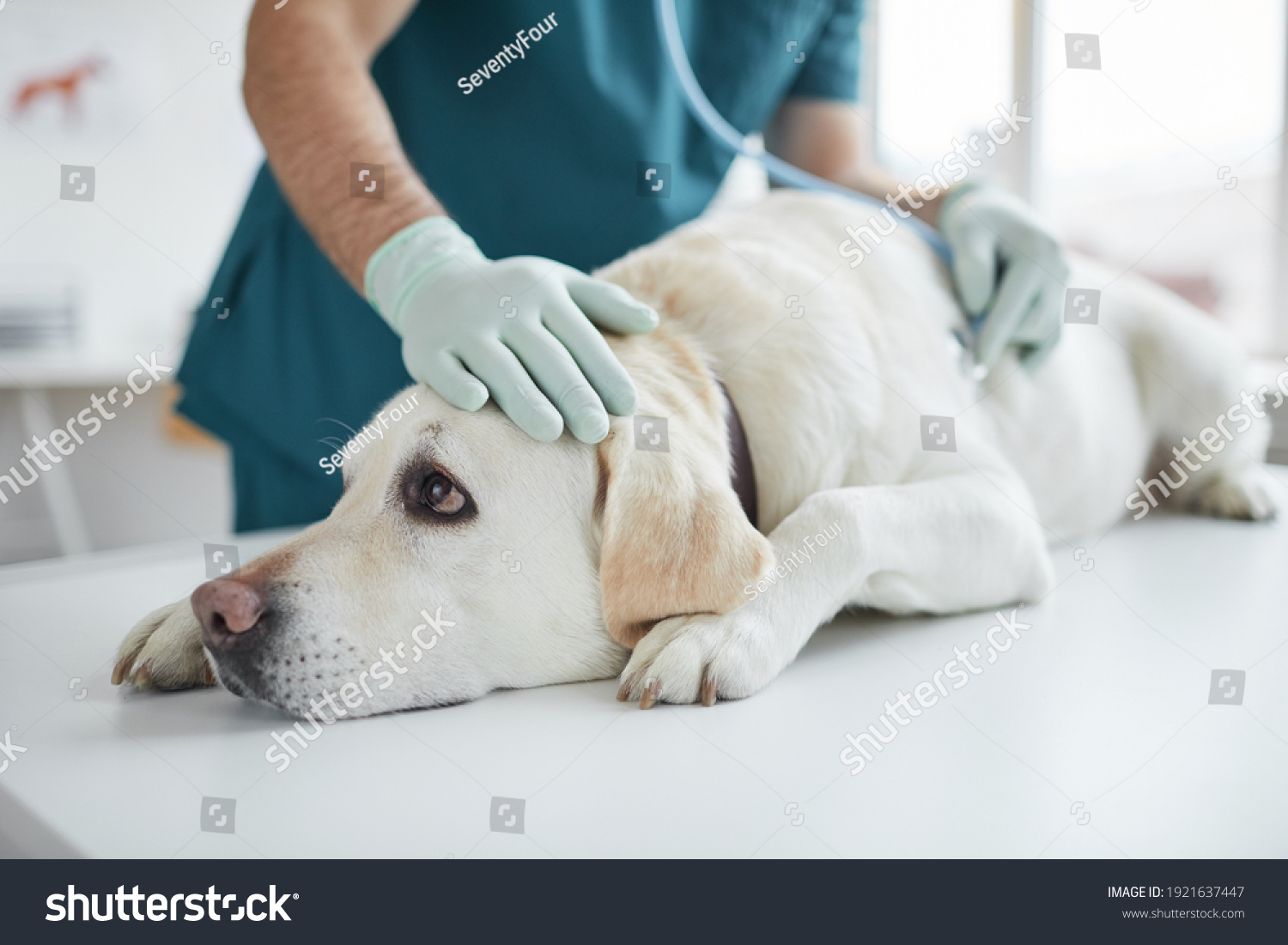 Portrait of big white dog lying on examination table in clinic with unrecognizable veterinarian listening to heartbeat via stethoscope, copy space #1921637447