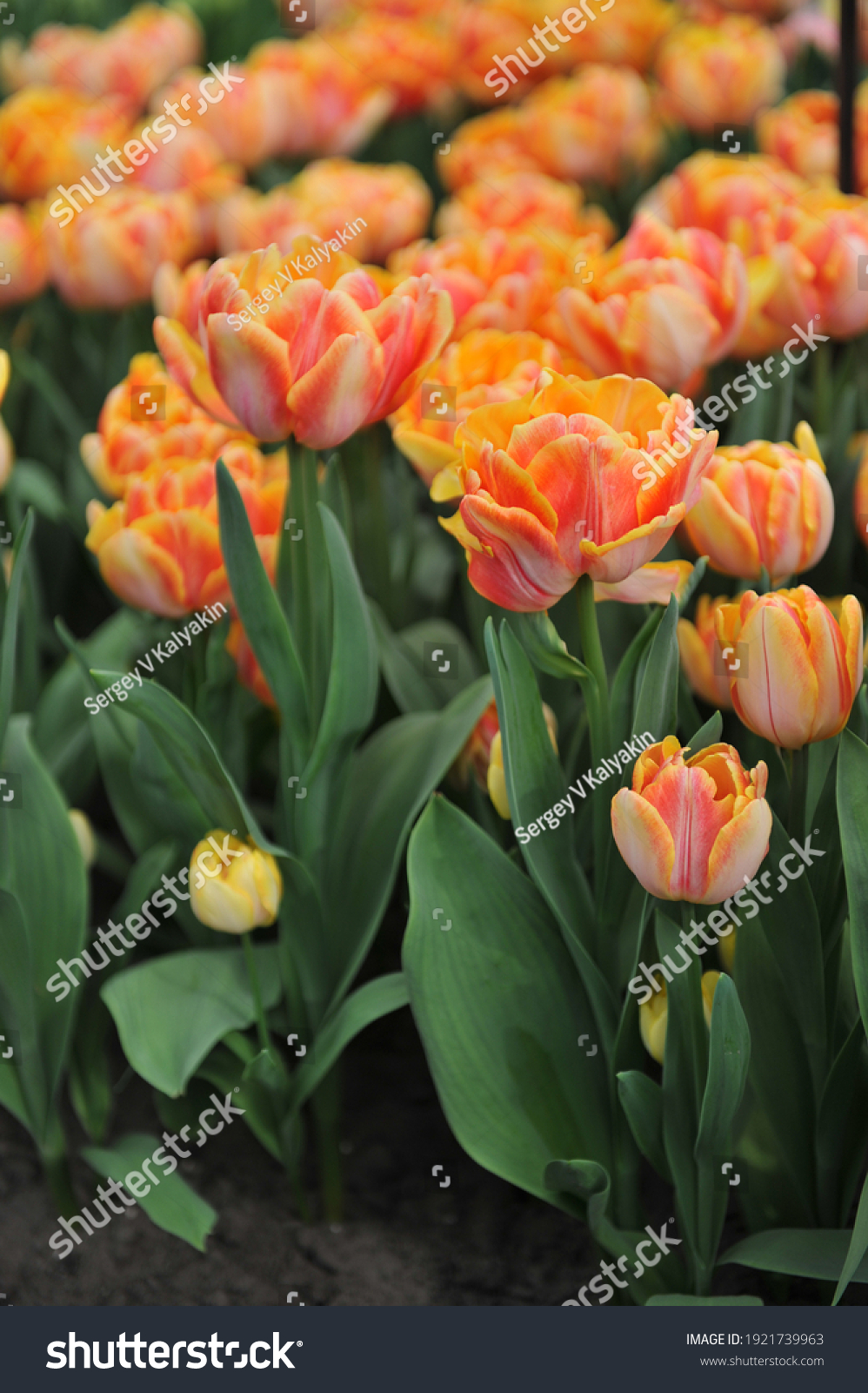 Orange peony-flowered Double Early tulips (Tulipa) Foxy Foxtrot bloom in a garden in April #1921739963