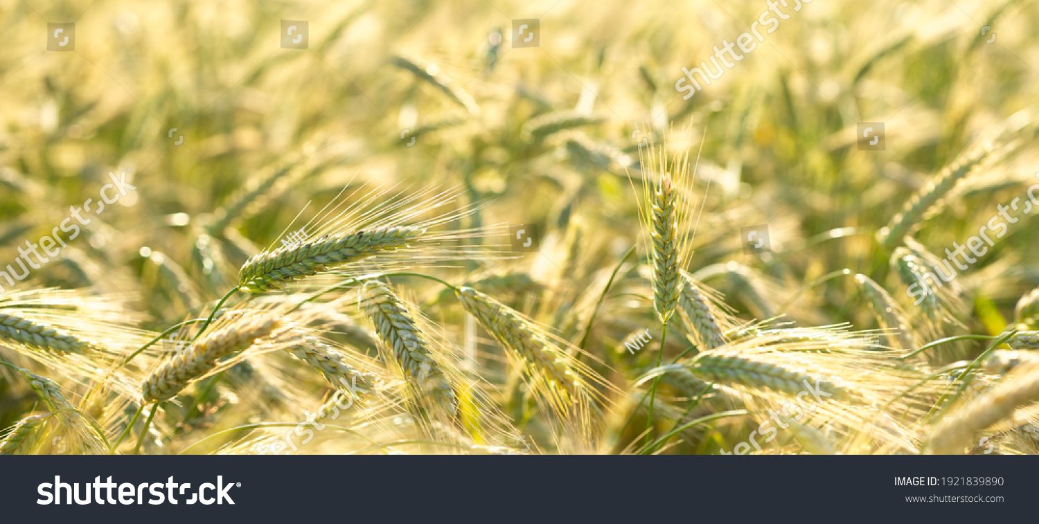 Close up of rye ears, field of rye in a summer day. Sunrise or sunset time. #1921839890