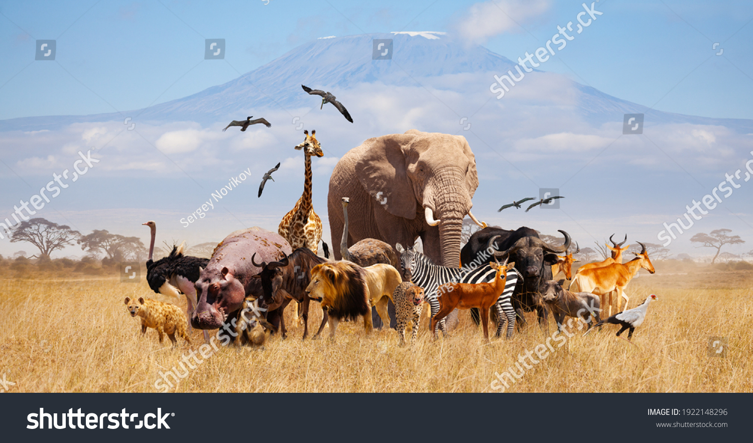 Group of many African animals giraffe, lion, elephant, monkey and others stand together in with Kilimanjaro mountain on background #1922148296