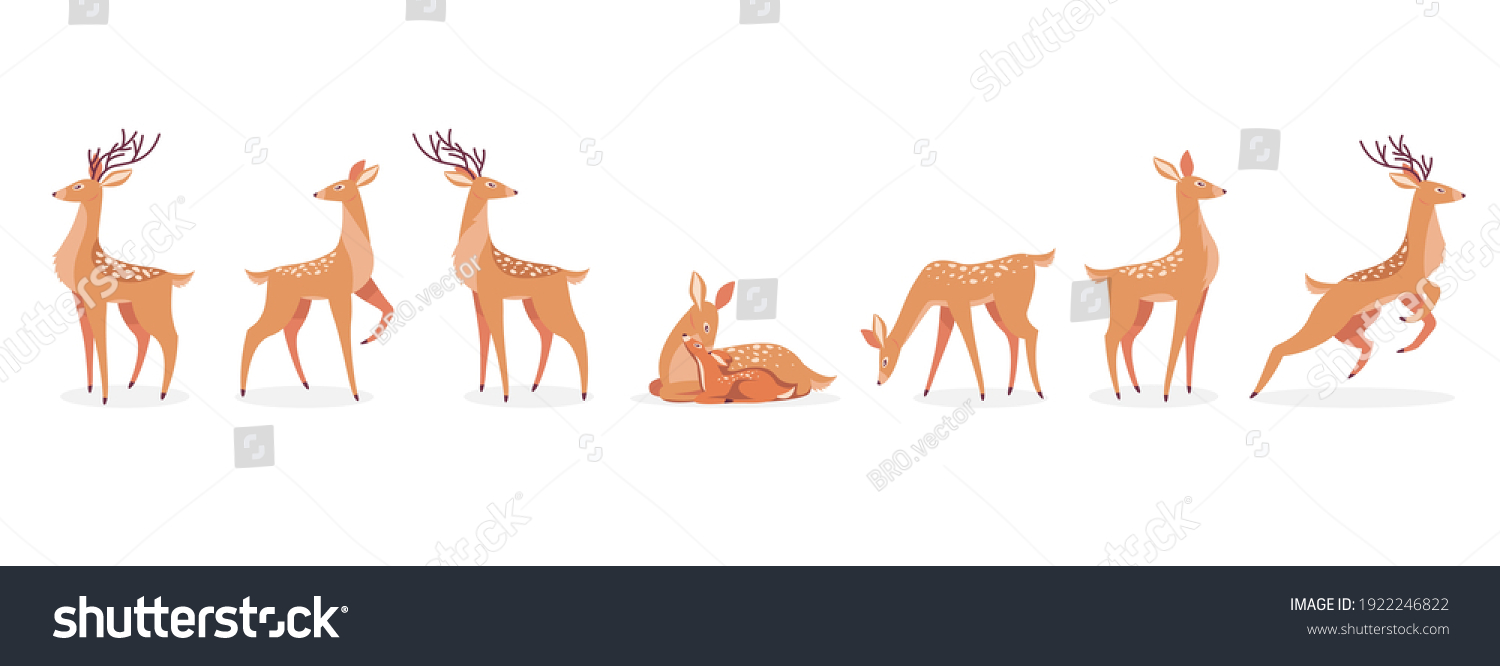 Cartoon deer set. Male horny, female, baby fawn spotted reindeers in different poses isolated on white. Vector illustrations for wildlife, animals family, forest fauna concept #1922246822