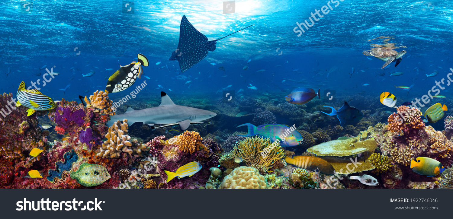underwater coral reef landscape super wide banner background in the deep blue ocean #1922746046