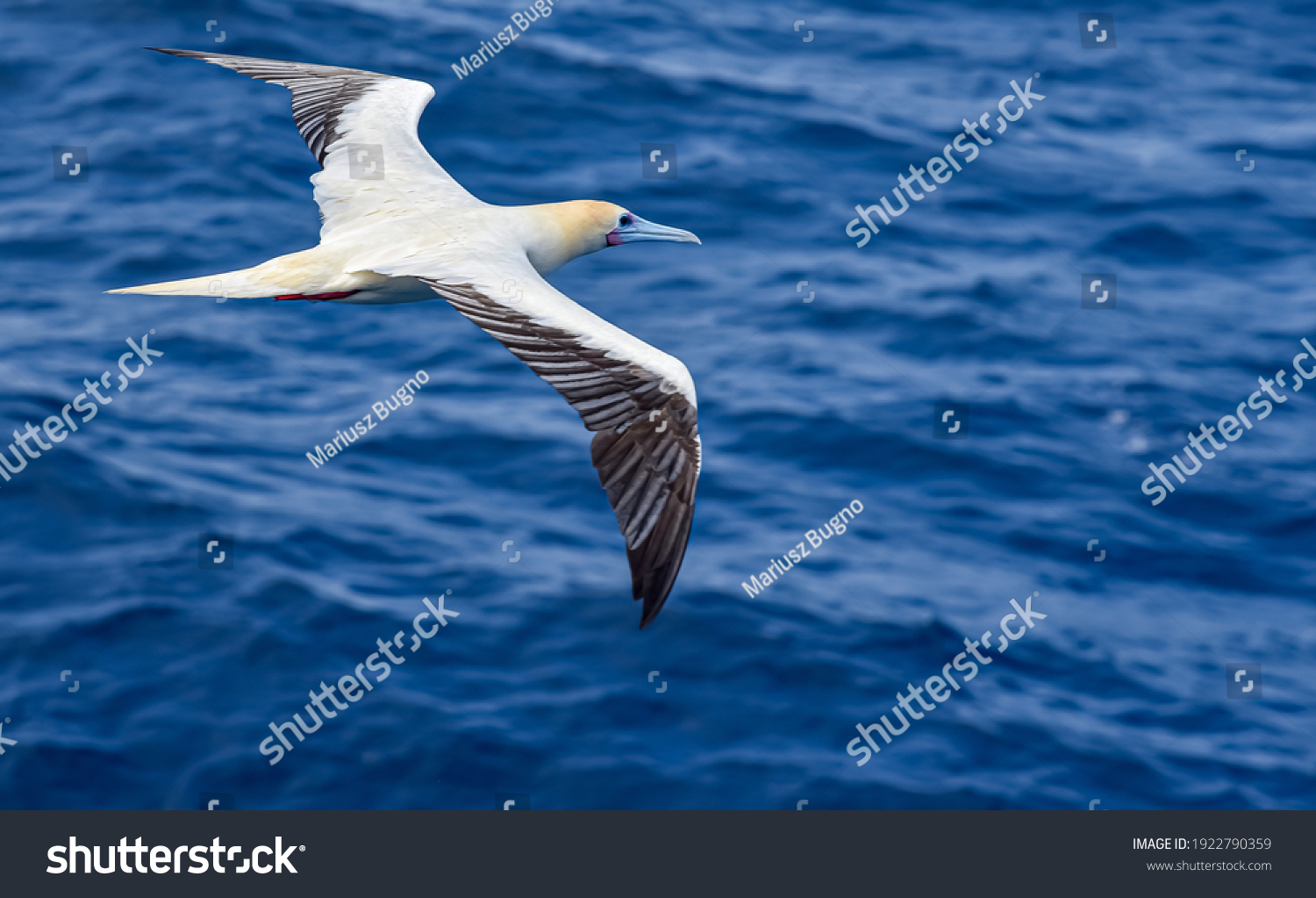 Seabird Masked, Blue-faced Booby (Sula dactylatra) flying over the blue, calm ocean. Seabird is hunting for flying fish jumping out of the water. #1922790359