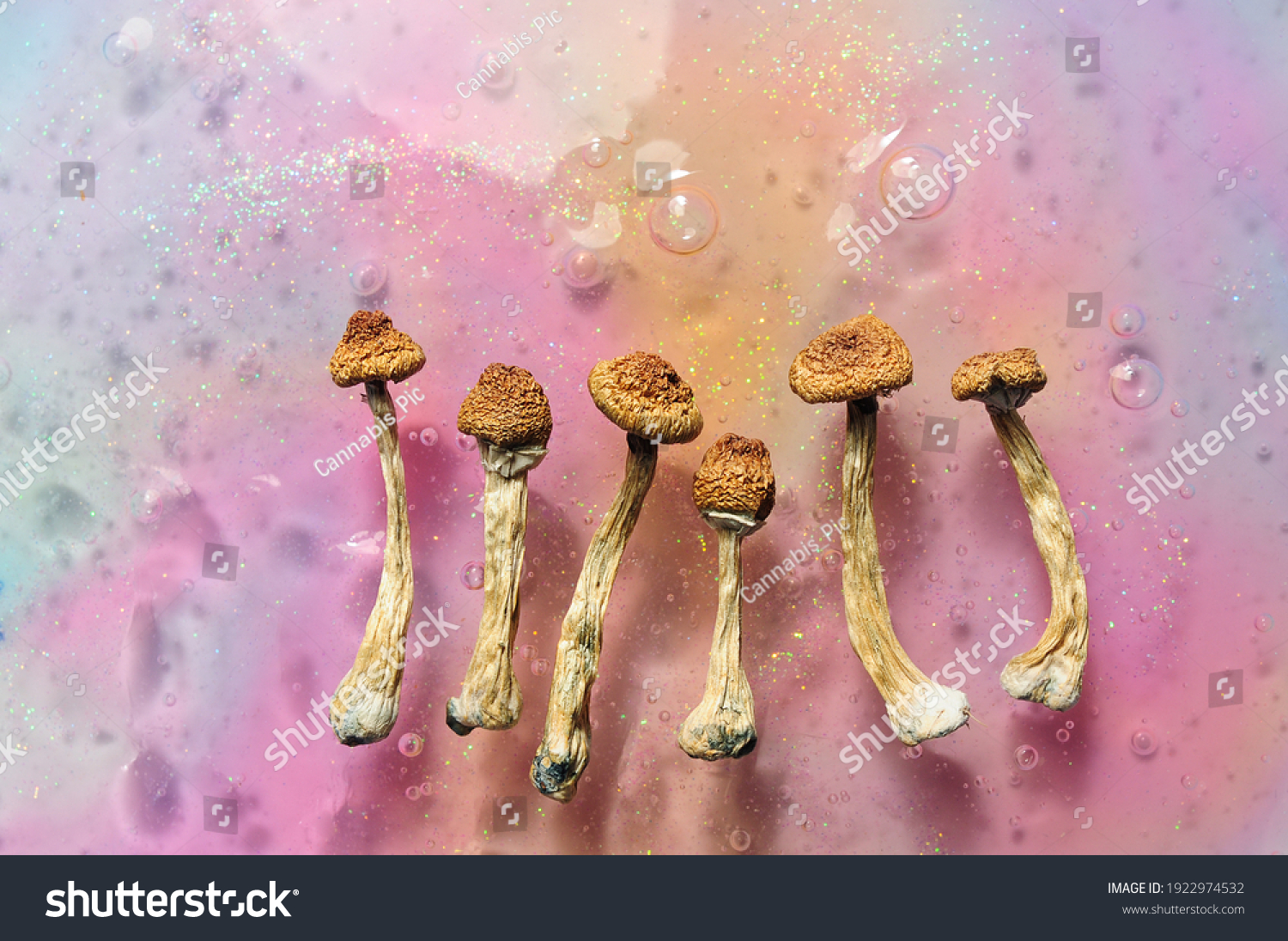 Psilocybin mushrooms on pink bright colorful background. Psychedelic magic mushrooms Golden Teacher. Cosmic consciousness. Microdosing concept. #1922974532