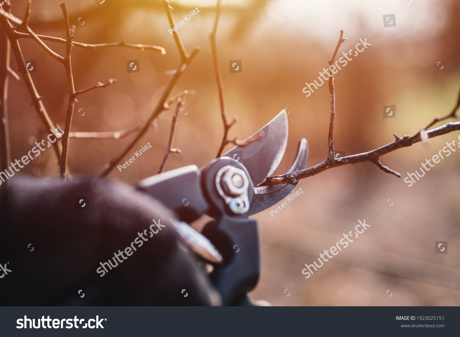 Garden work of spring. Farmer hand prunes and cuts branches of a tree in the garden with pruning shears or secateurs in spring. Man pruning tree with clippers. Spring cut tree close up. #1923025151