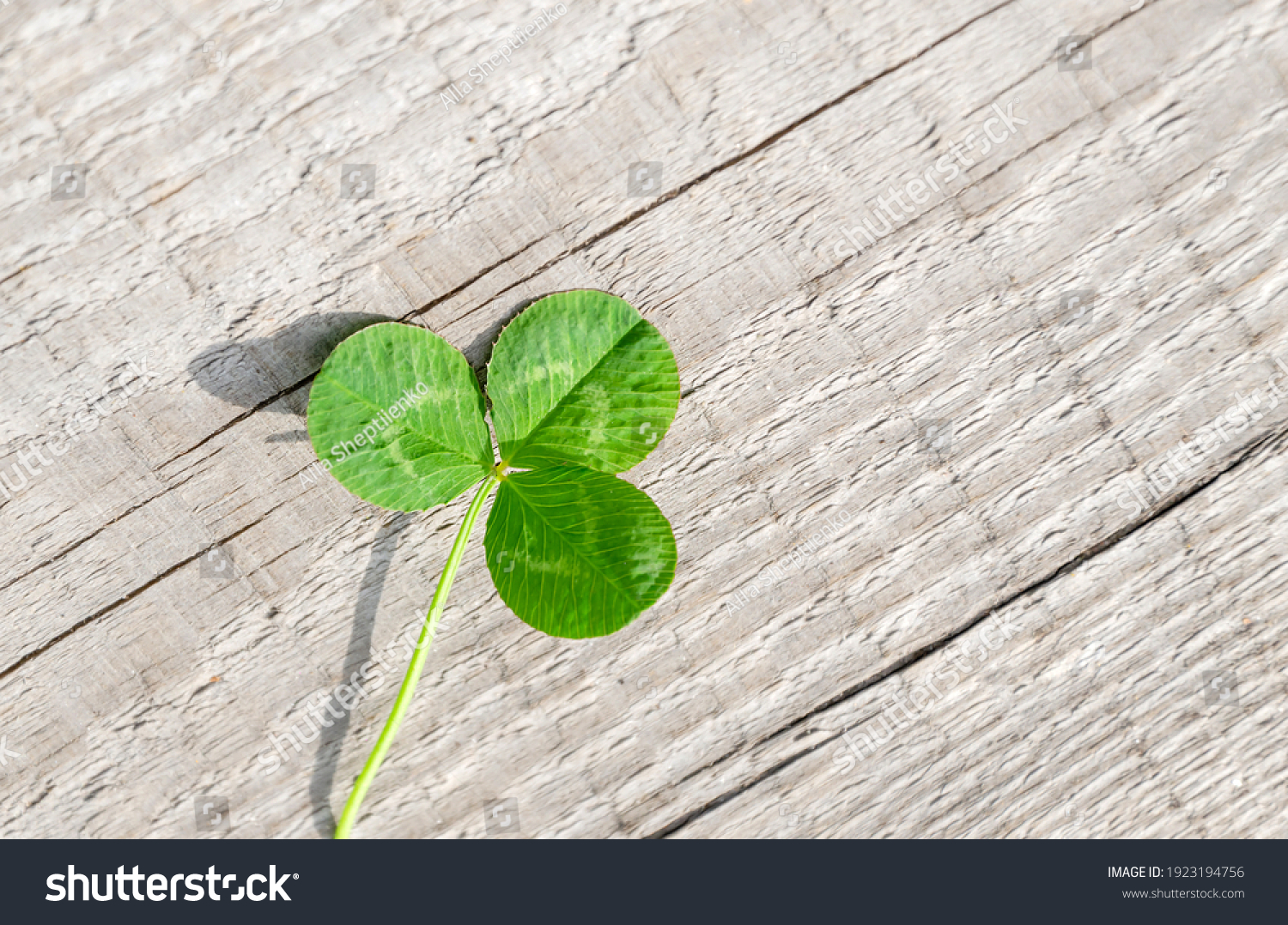 Green leaf of clover on a background of old wooden boards. Shamrock symbol of St. Patrick's Day. #1923194756