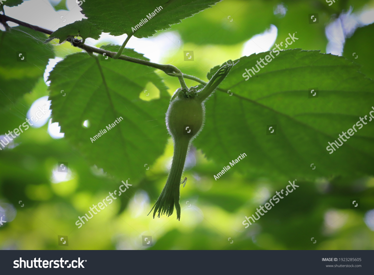 Wild beaked hazelnut involucre hangs from a branch #1923285605