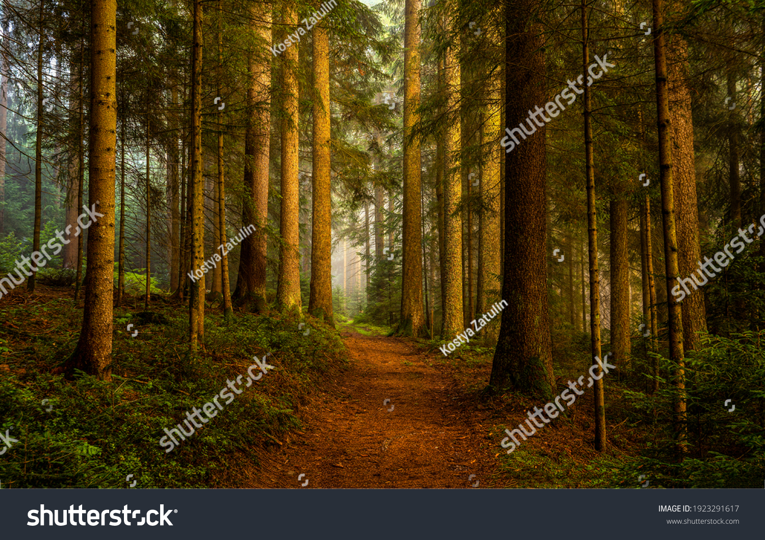 Pine forest trail landscape. Trail in pine grove #1923291617