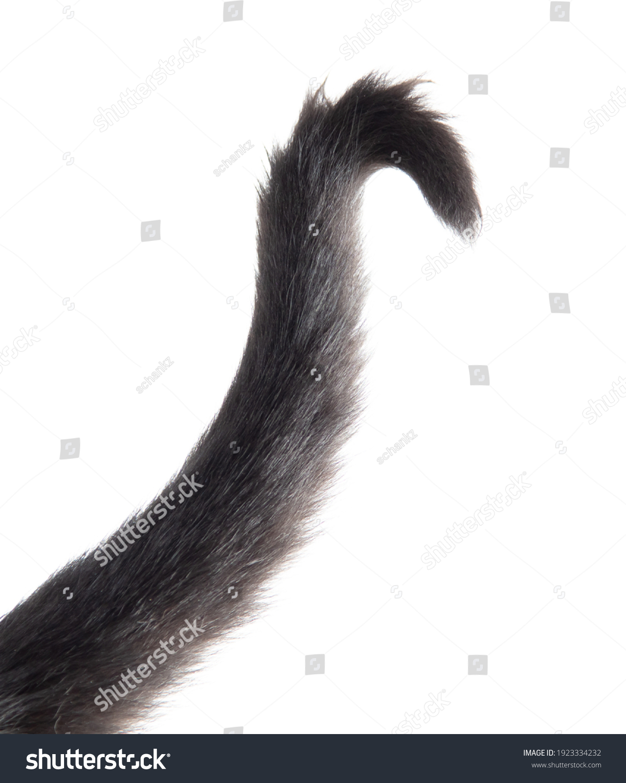 Black cat tail isolated on white background. #1923334232
