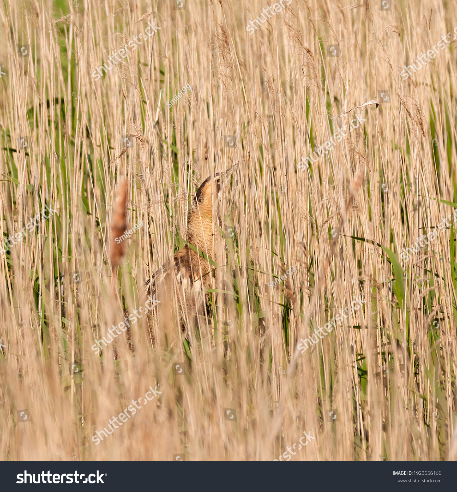 Camouflaged bittern in the reeds. #1923556166