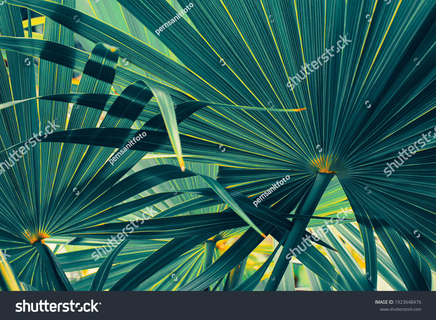 Tropical palm leaf texture background, Striped of large foliage,toned process #1923648476