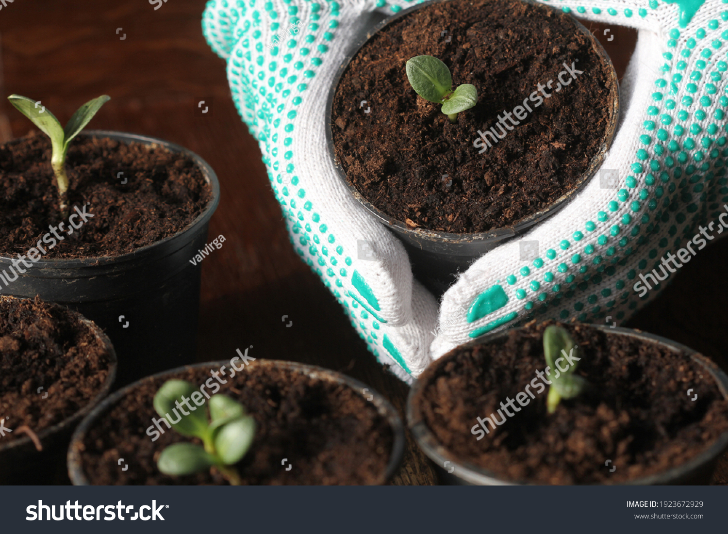 Gardening concept. Young seedling of artichokes growing in pot on windowsill . Hand holding artichoke seedling planted in pot . #1923672929