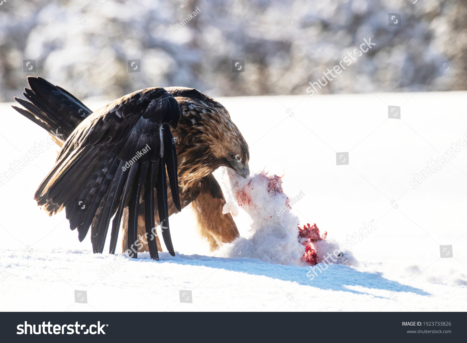 Majestic predator Golden eagle, Aquila chrysaetos, feeding on a Mountain hare carcass during a cold and harsh winter day near Kuusamo, Northern Finland.	 #1923733826