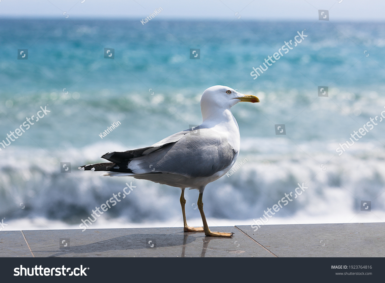 Seagull in summer on the beach #1923764816