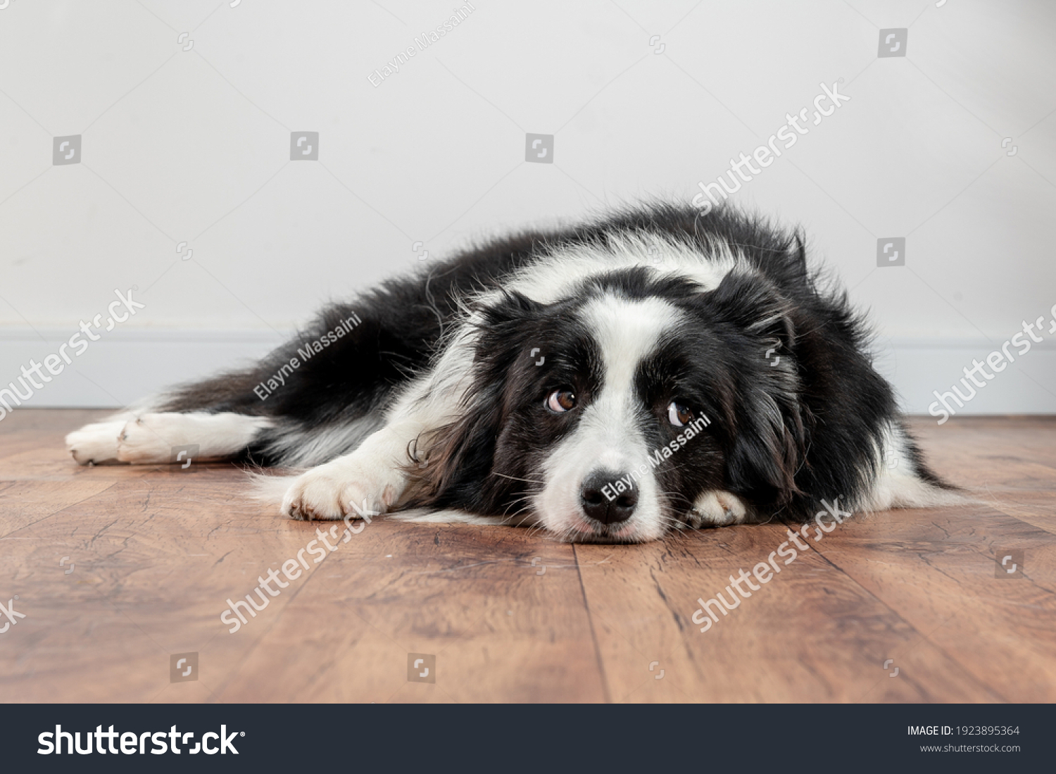sad and worried dog lying on a wood floor #1923895364