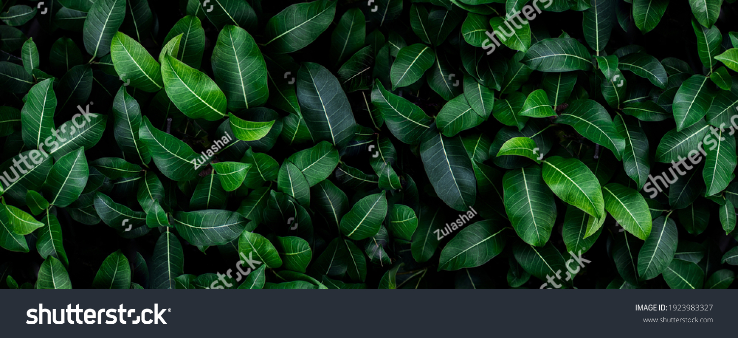Closeup green leaves background, Overlay fresh leaf pattern, Natural foliage textured and background #1923983327