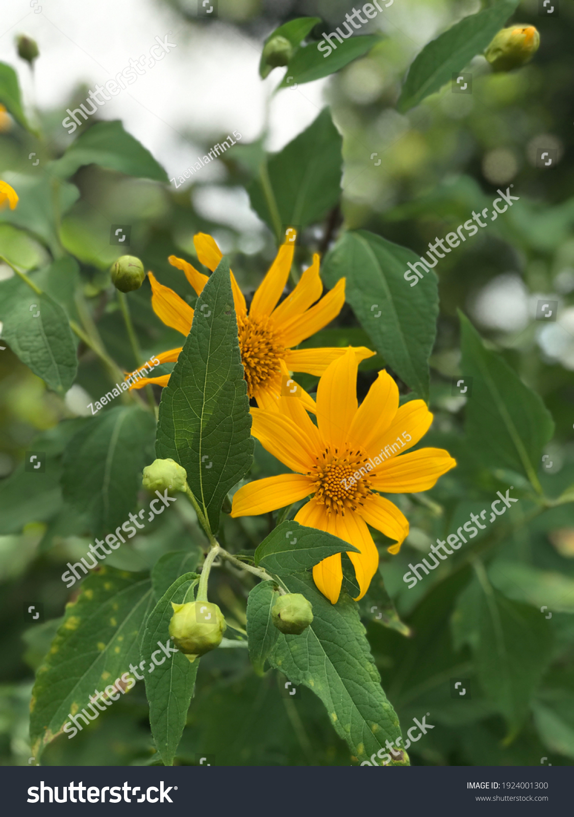 photograpy of sunflower in the summer look very beautiful plant. good for insipiration to maintain it at home, etc #1924001300