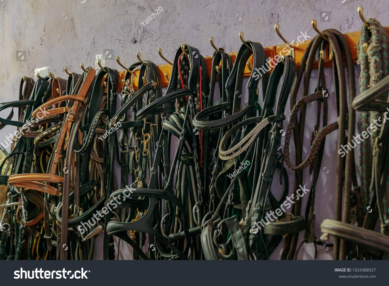 Kits of leather bridles and bats hang on the walls of the stable. #1924388927