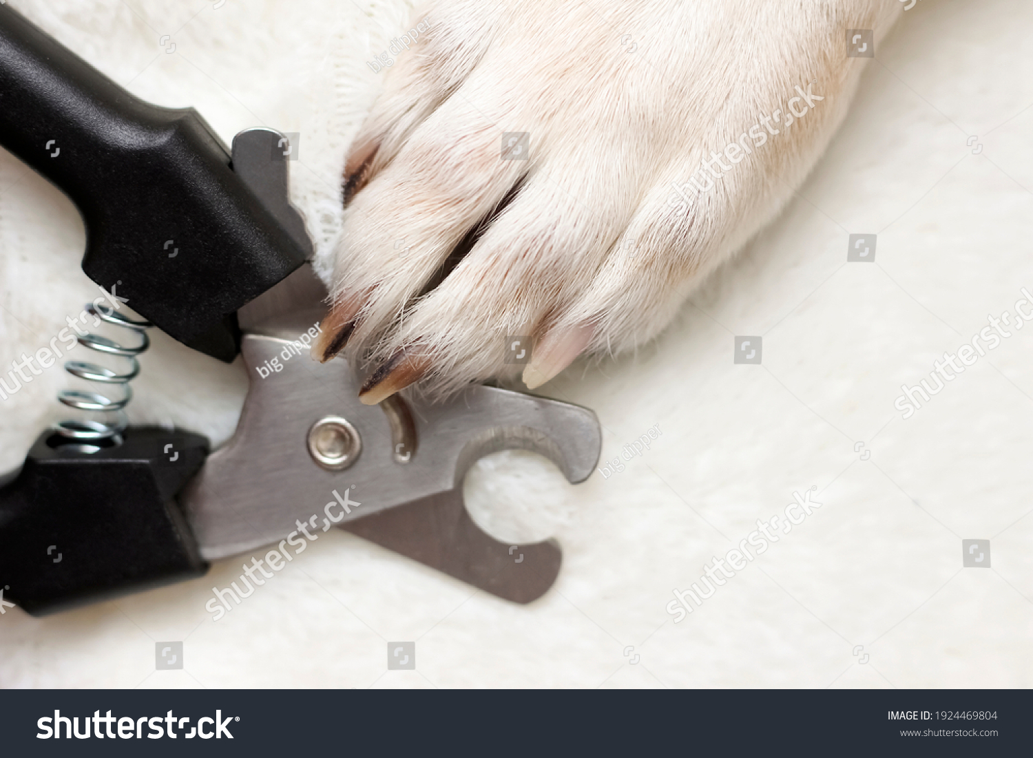 Dog's paws. Claw cutter-trimmer for cutting the claws of cats and dogs, guillotine claw cutter, black. Cutting the claws of a dog. #1924469804