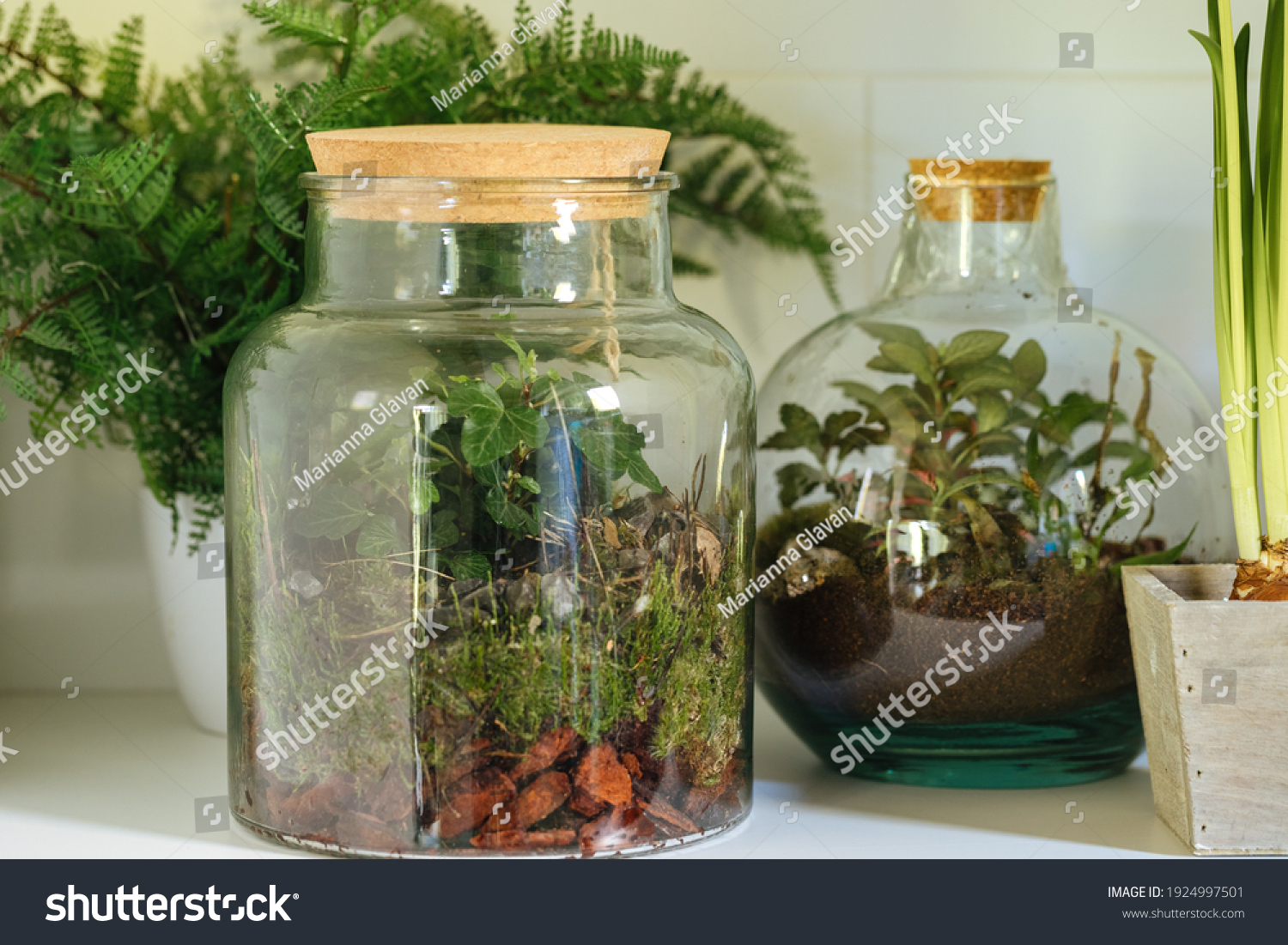 jars with plants. Small plants in a glass bottle. Terrarium jar with plants. self ecosystem. Terrarium Miniature Bot. terrarium bottle. ecological system.  gardening. house plants  #1924997501