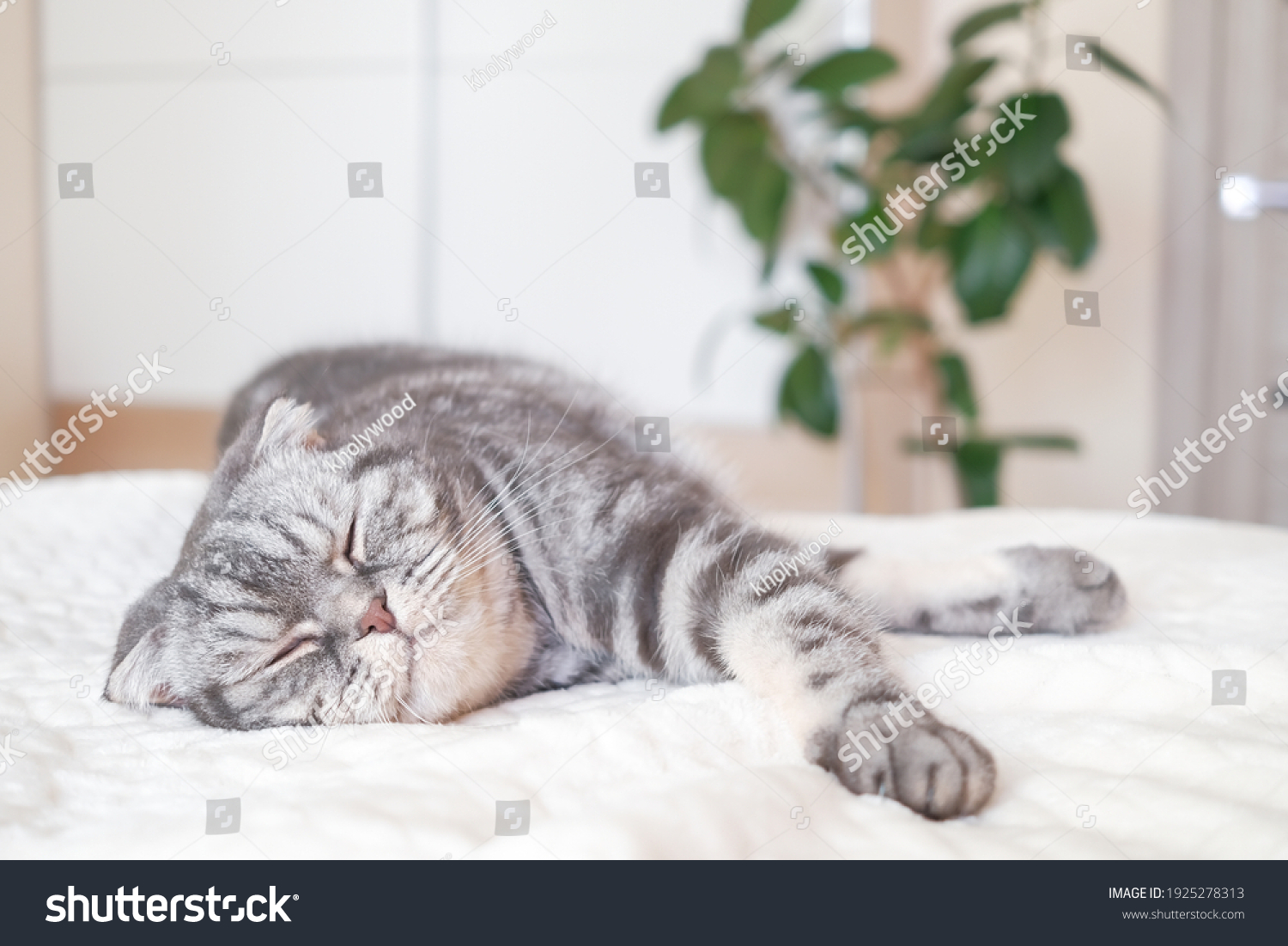 The gray Scottish fold cat lies and sleep wrapped in a warm beige plaid. Cozy cute warm home concept with a pet...	 #1925278313