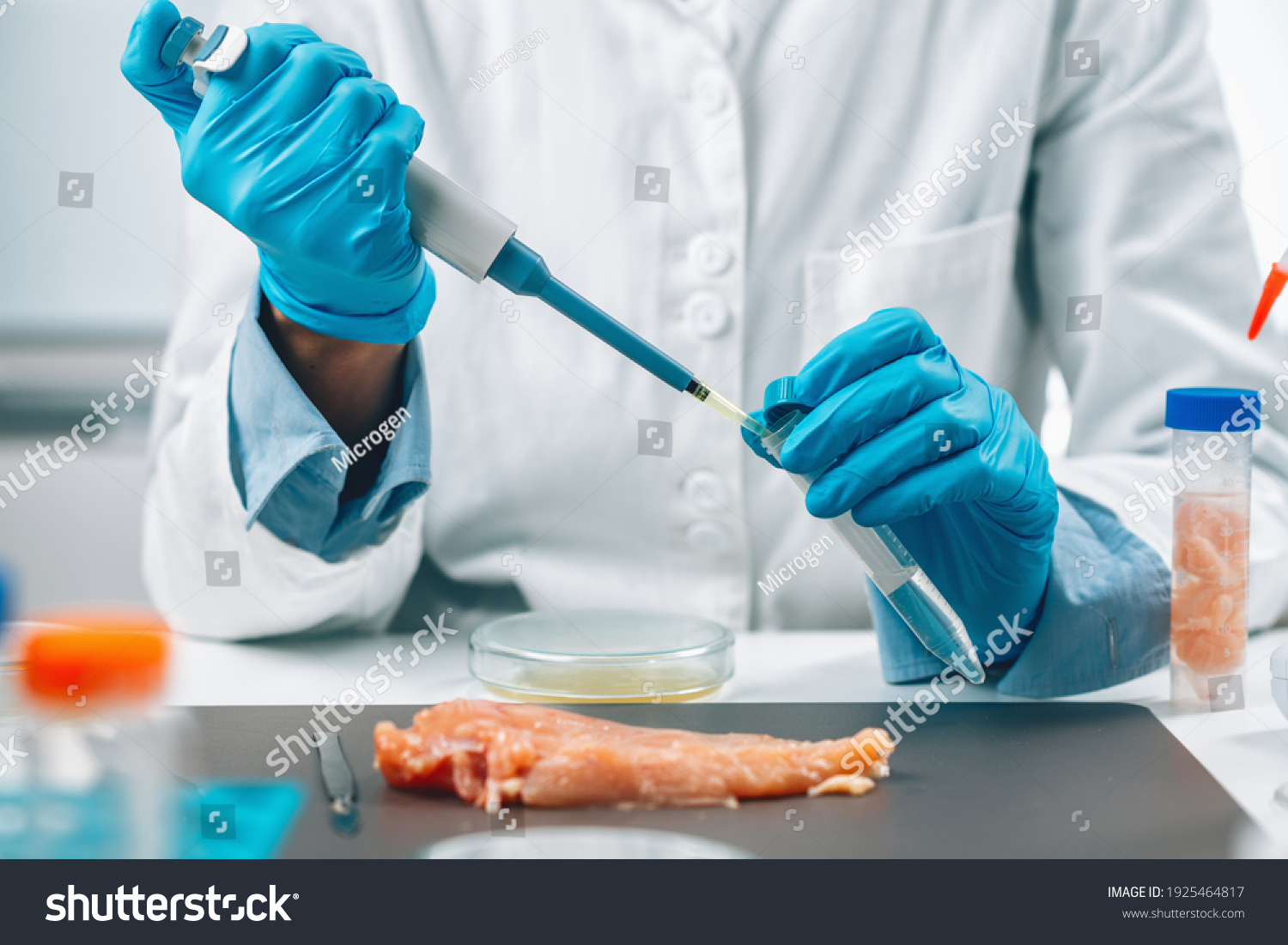 Food safety and quality assessment. Microbiologist testing poultry sample for the presence of salmonella and Escherichia coli, #1925464817