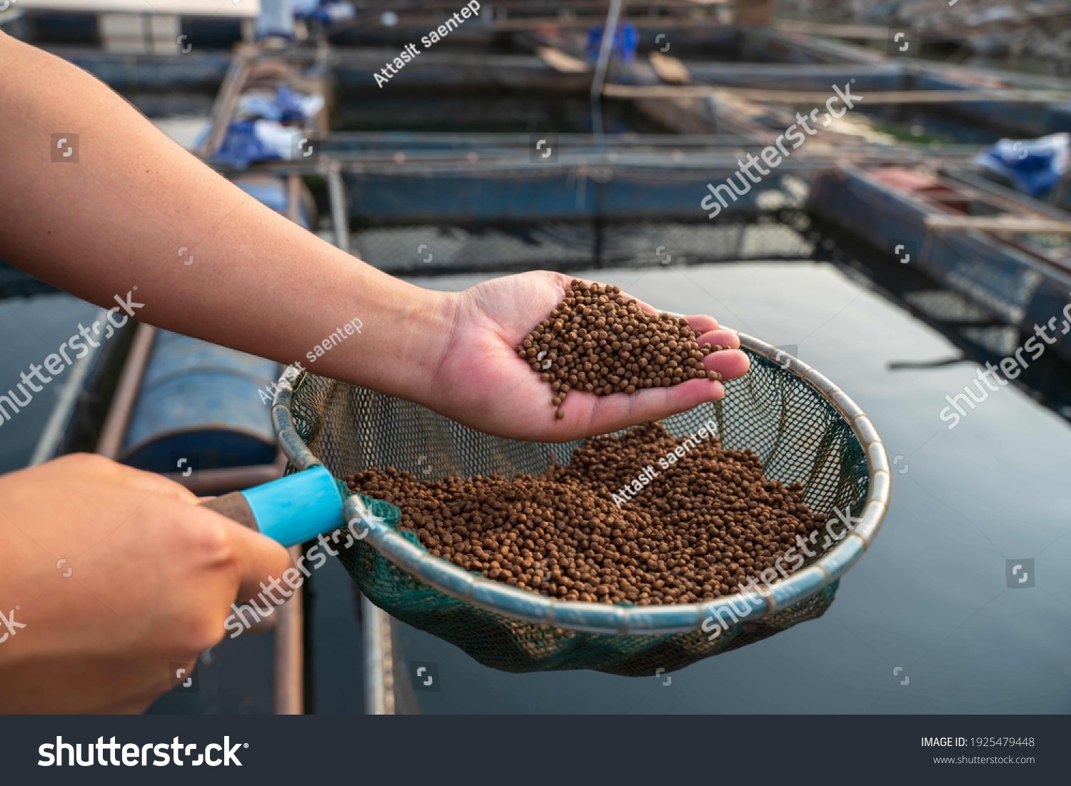Aquaculture farmers hand hold food for feeding fish in pond in local agriculture farmland.Fish feed in a hand at fish farm #1925479448