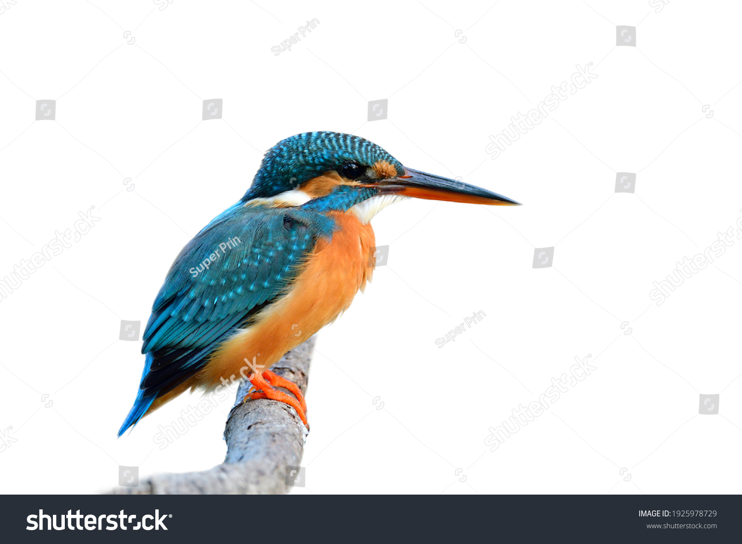 Turqouise Blue bird with black and red beaks calmly perching on wooden branch isolated on white background, common kingfisher (Alcedo atthis) #1925978729