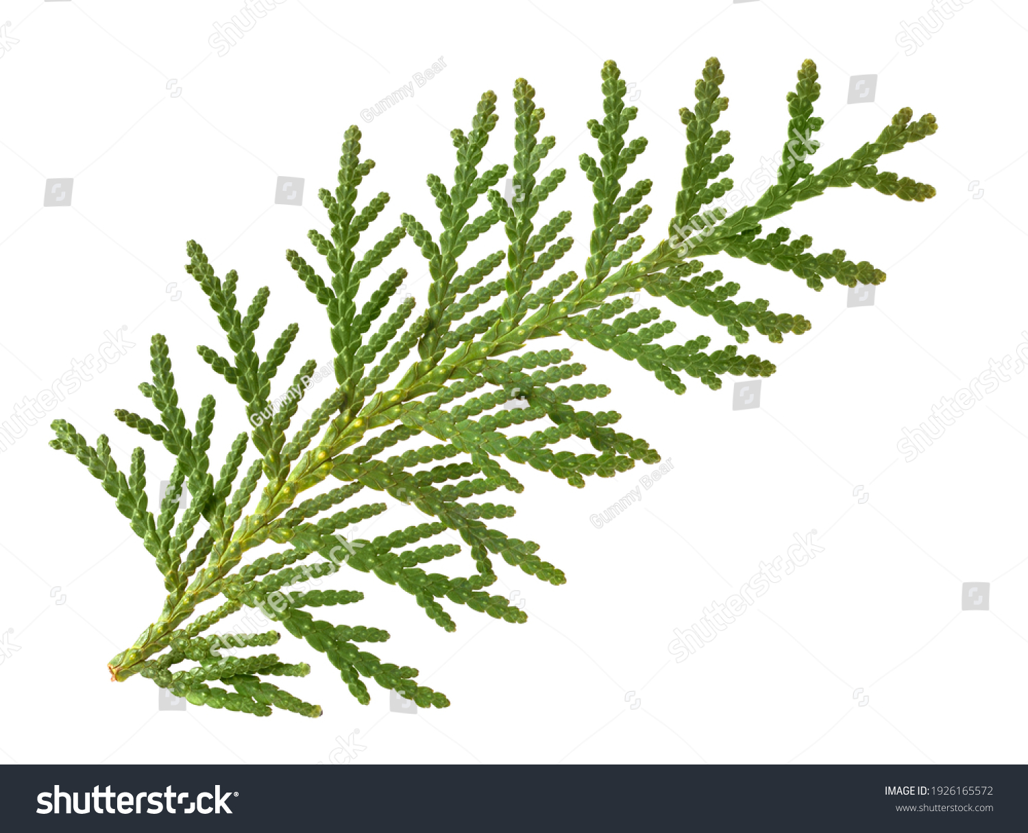 White Cedar Foliage Fragment (Thuja Occidentalis Leaves). Medicinal Plant. Isolated on White. #1926165572