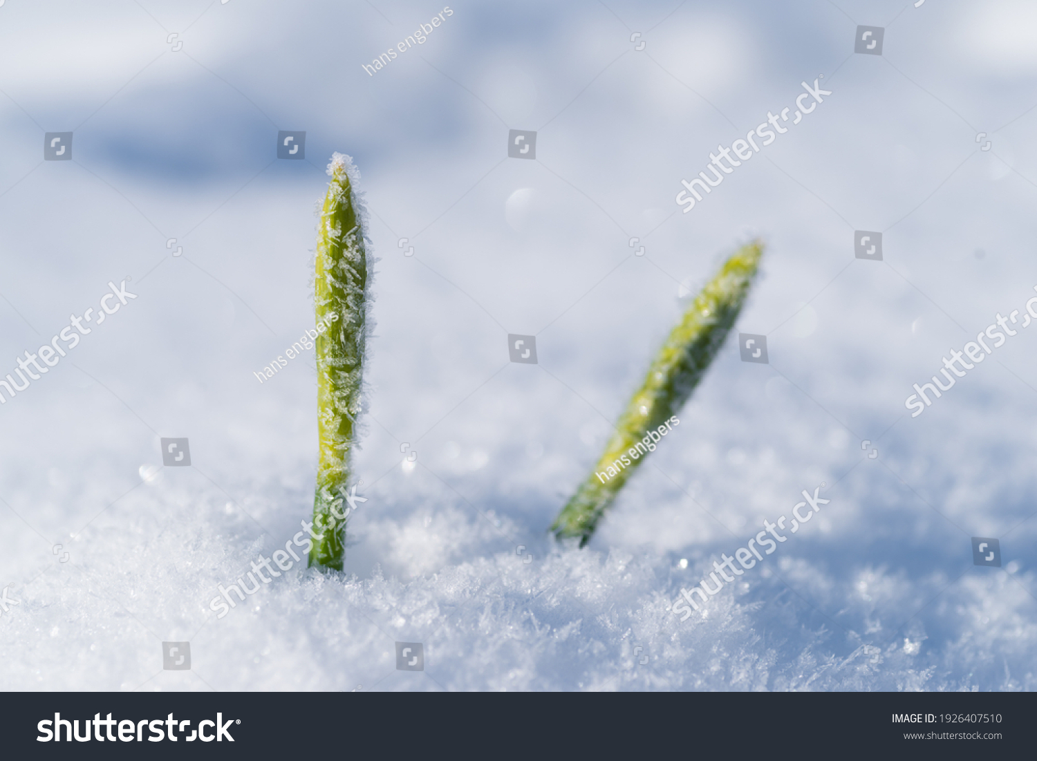 early daffodil flower bud surprised by the snow #1926407510
