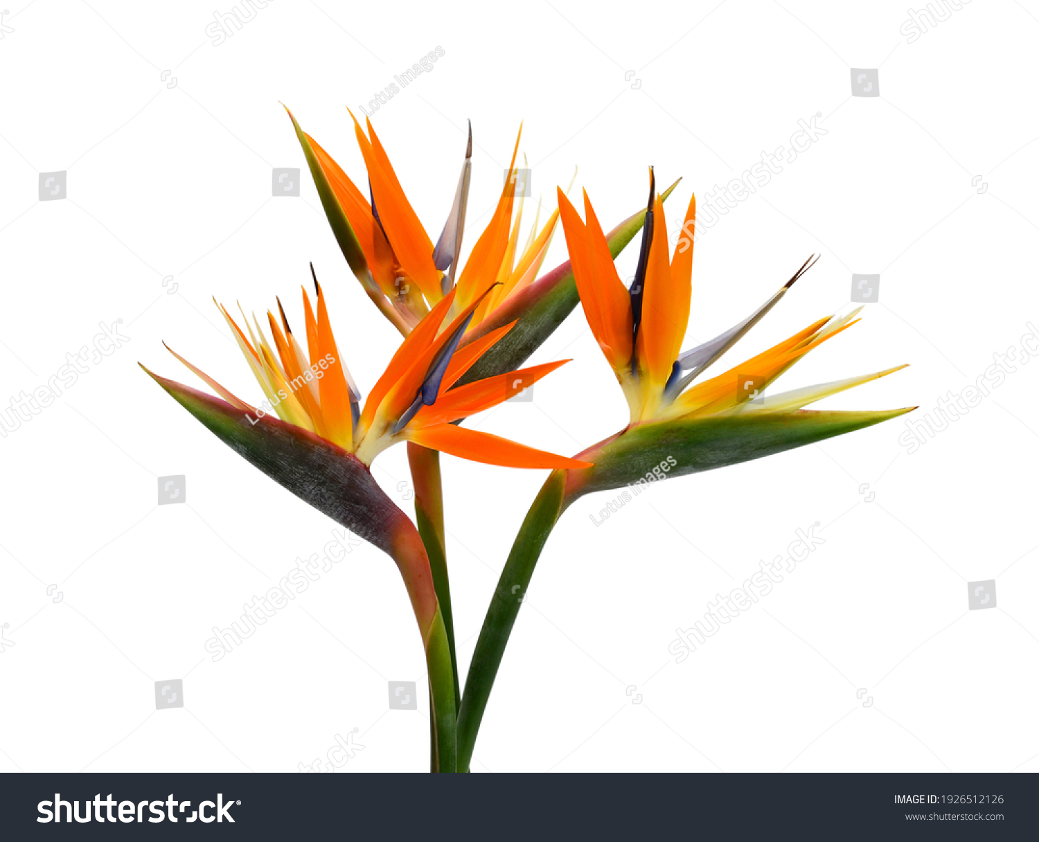 beautiful bouquet of flowers bird of paradise on a white background #1926512126