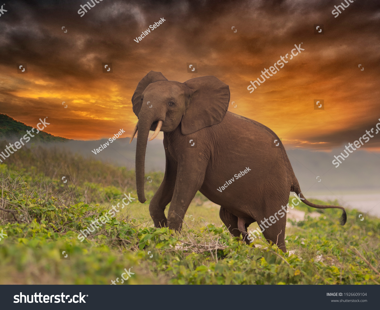 African pygmy elephant or forest elephant (Loxodonta cyclotis) as seen in Gabon Loango national park #1926609104