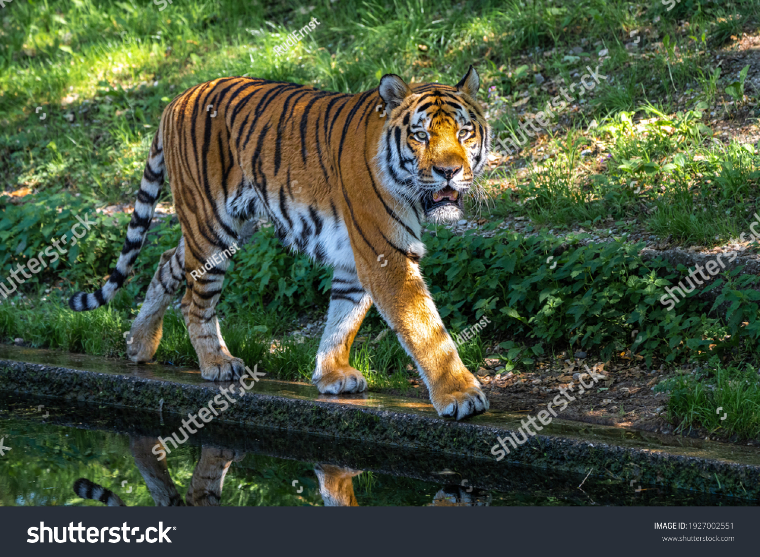 The Siberian tiger,Panthera tigris altaica is the biggest cat in the world #1927002551
