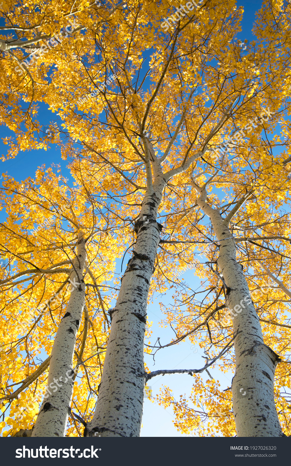 Looking up at aspen trees durning the autumn season when the leaves change colour from green t bright vibrant orange and yellow as the season comes to an end on a beautiful sunny blue sky day.  #1927026320