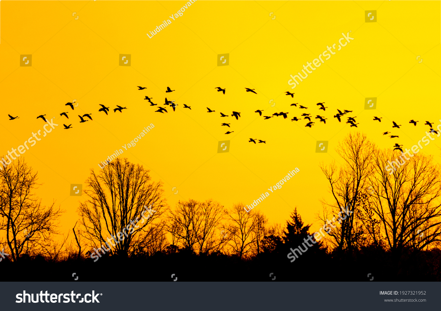 Bird flock flies in sunset sky #1927321952