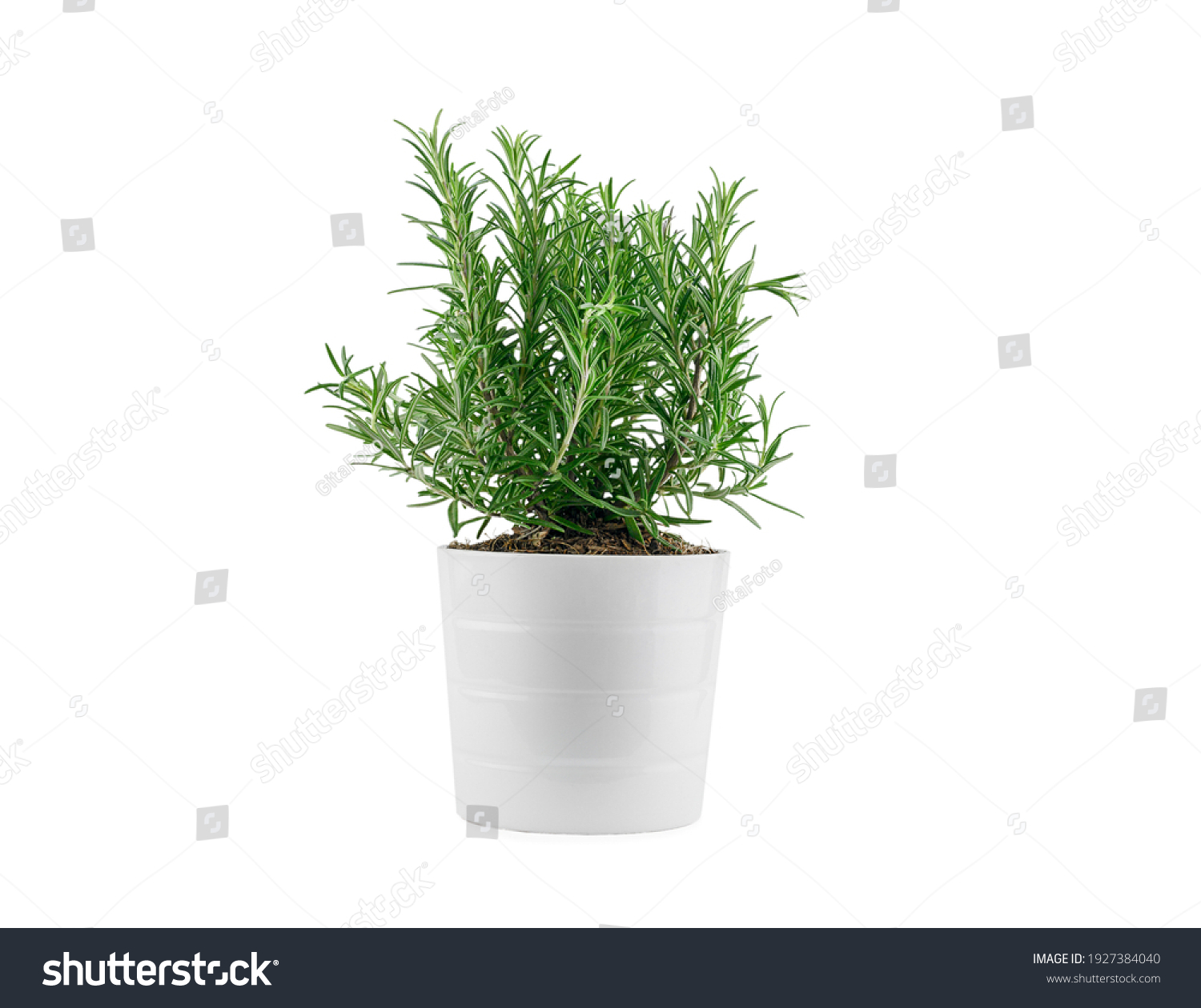 Rosemary in white clay pot, isolated. High quality photo #1927384040