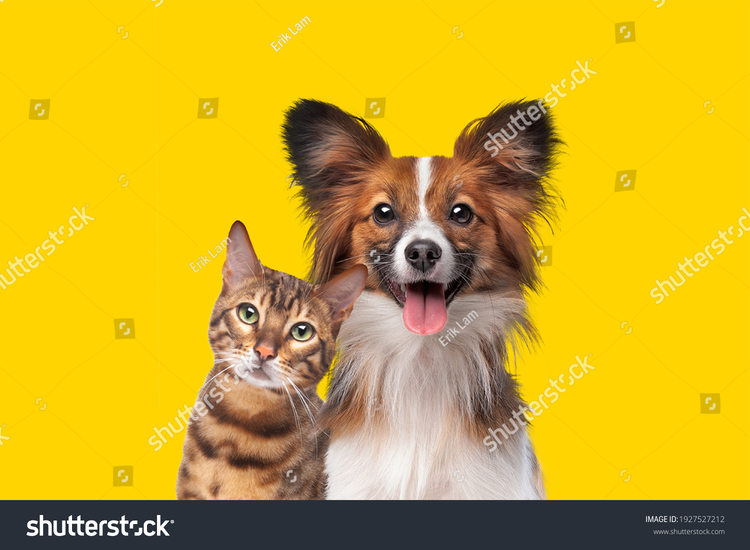 portrait of a cat and dog in front of bright yellow background #1927527212