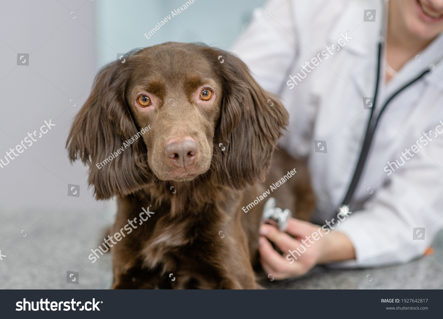 Veterinarian is making a check up of a adult spaniel dog with stethoscope at vet clinic #1927642817