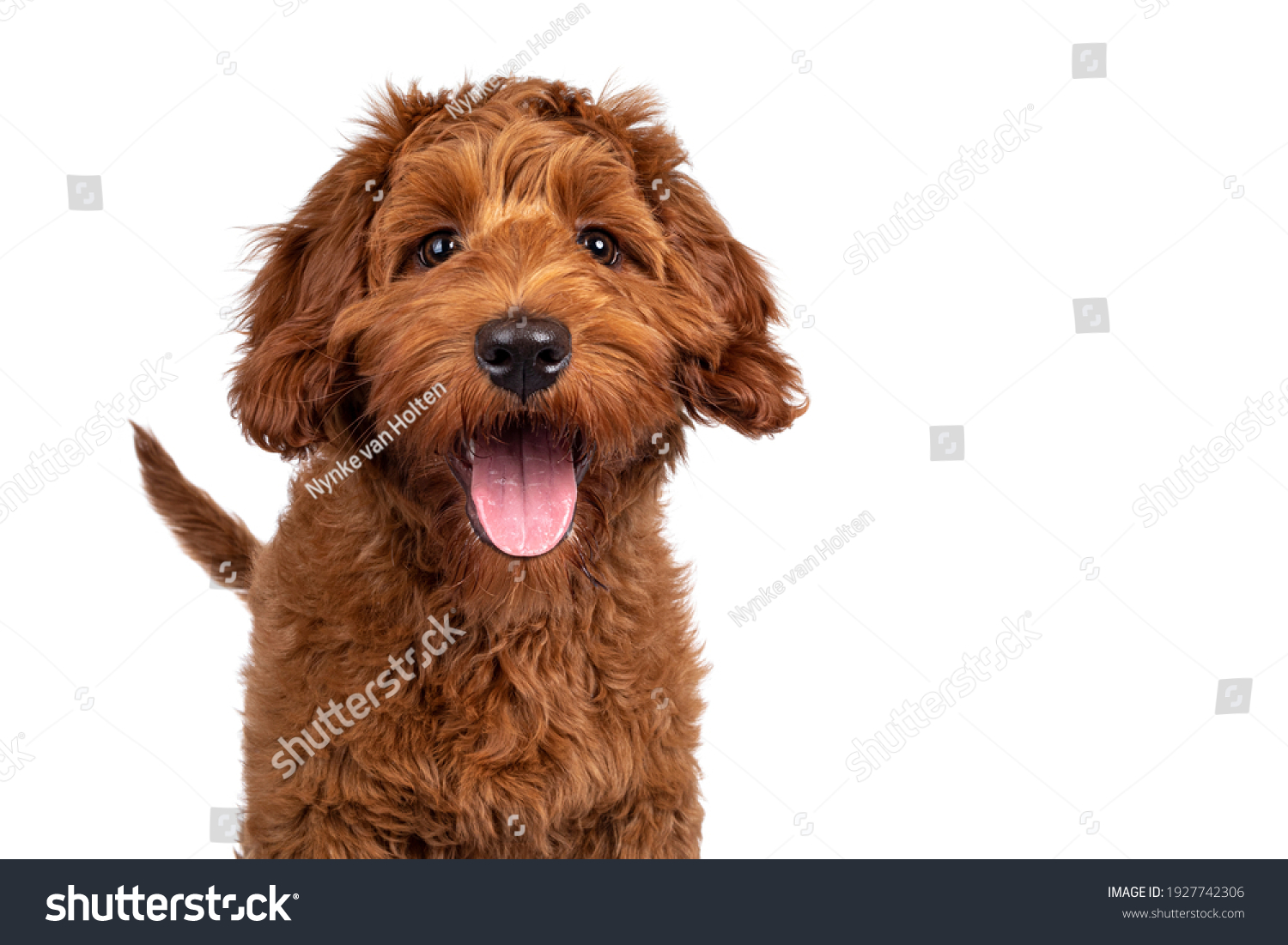 Funny head shot of cute red Cobberdog puppy, standing facing front. Looking curious towards camera. Isolated on white background. Tongue out. #1927742306