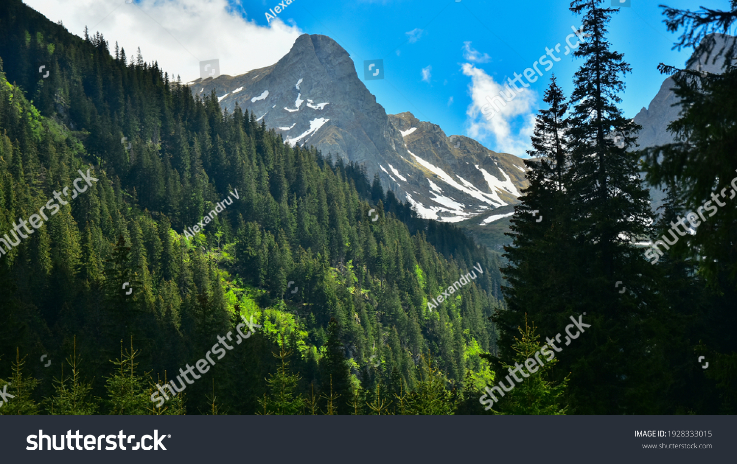 The sharp, craggy and snowed mountain peaks of Fagaras Mountains seen beyond a green spruce forest. Spring season, Carpathia, Romania. #1928333015
