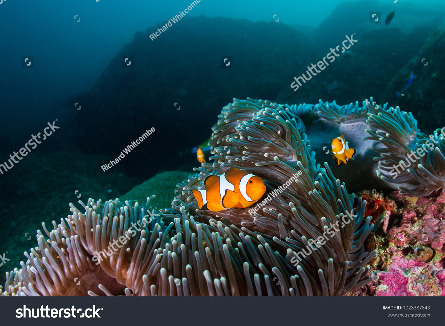 A family of False Clownfish on a coral reef at Koh Tachai island, Andaman Sea #1928387843