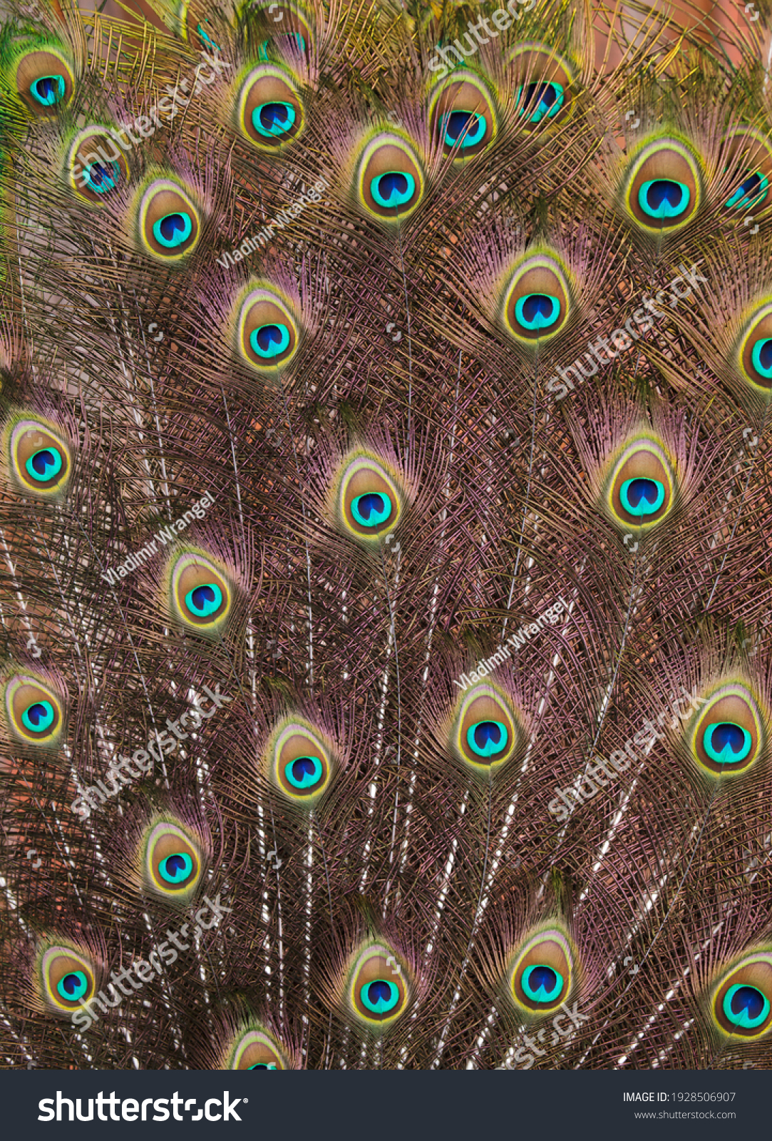 Plumage of the Indian peafowl (Pavo cristatus), also known as the blue peafowl.  #1928506907