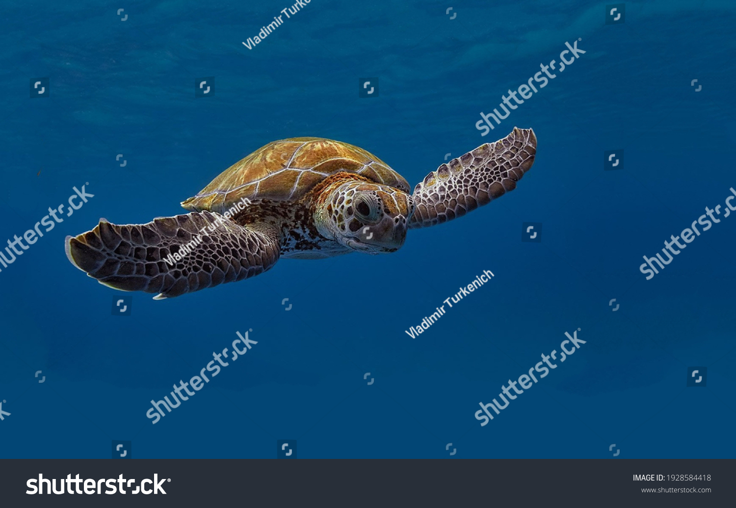 A magnificent giant golden sea turtle spreads its paws and swims in the blue depths of the sea #1928584418